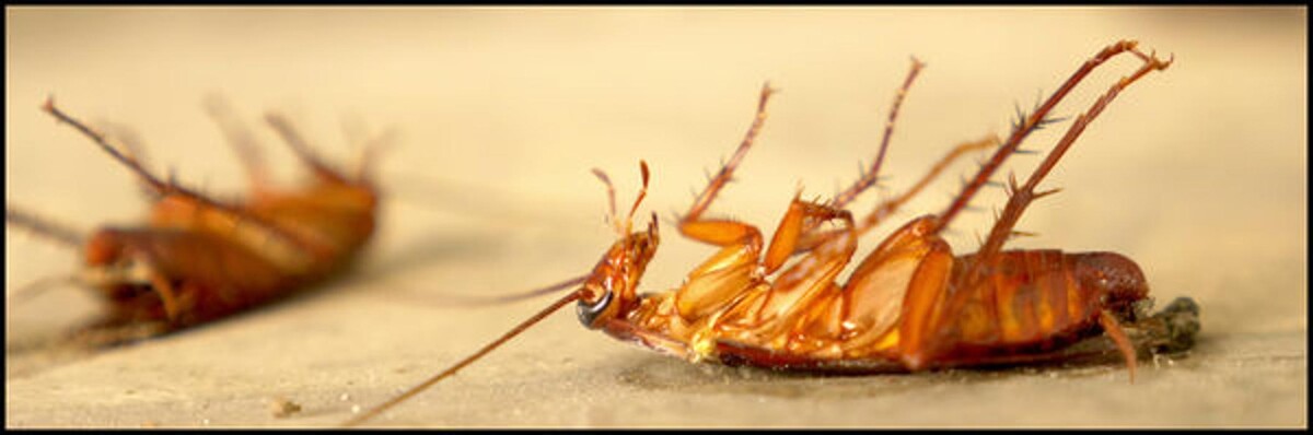 Images Old Towne Termite and Pest Control