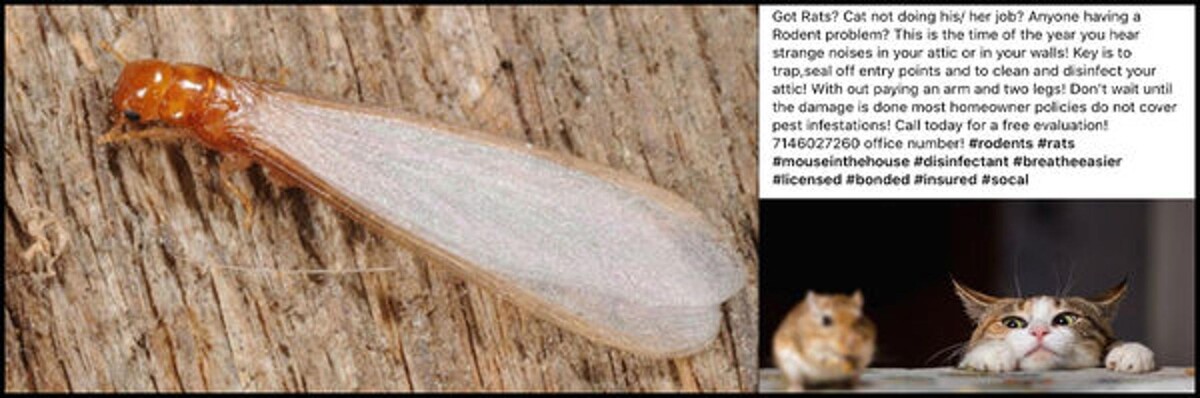 Images Old Towne Termite and Pest Control