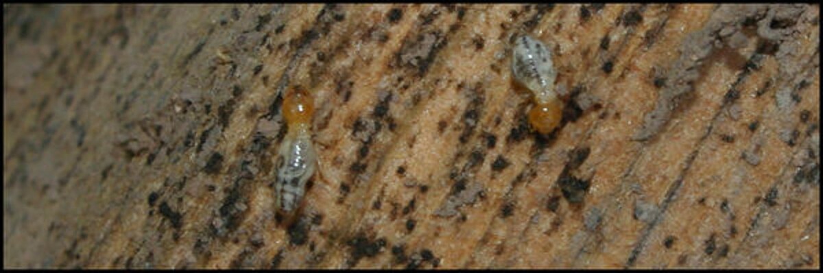 Images Old Towne Termite and Pest Control