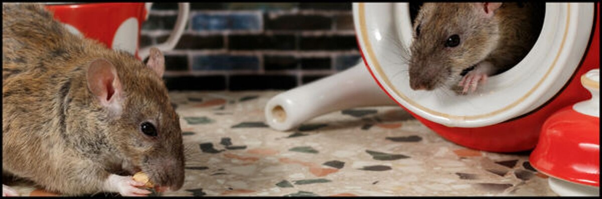 Images Old Towne Termite and Pest Control