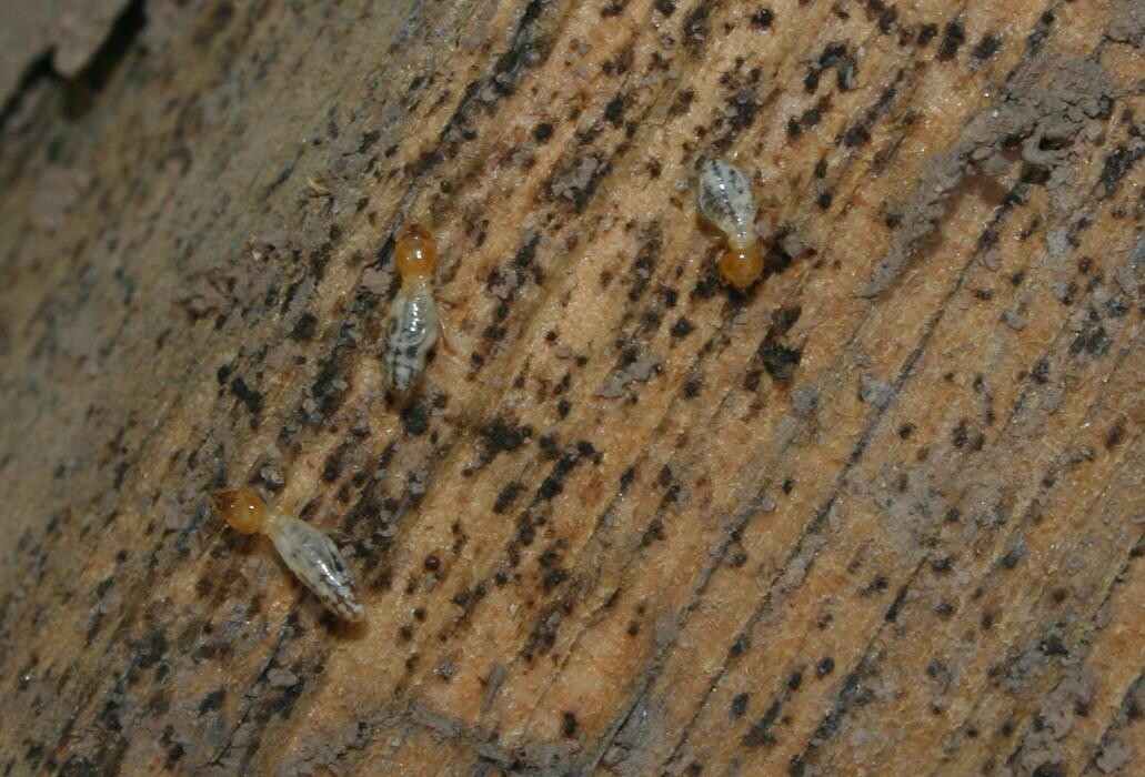 Images Old Towne Termite and Pest Control