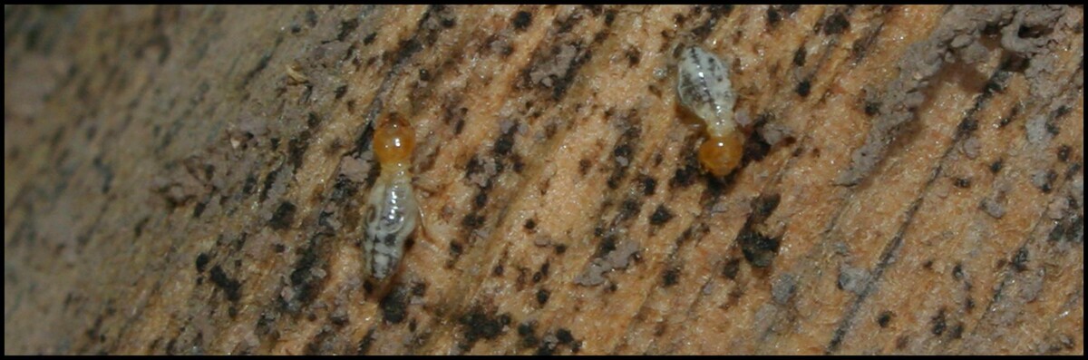 Images Old Towne Termite and Pest Control