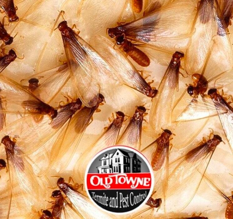 Images Old Towne Termite and Pest Control