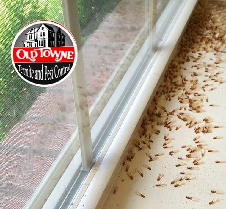 Images Old Towne Termite and Pest Control