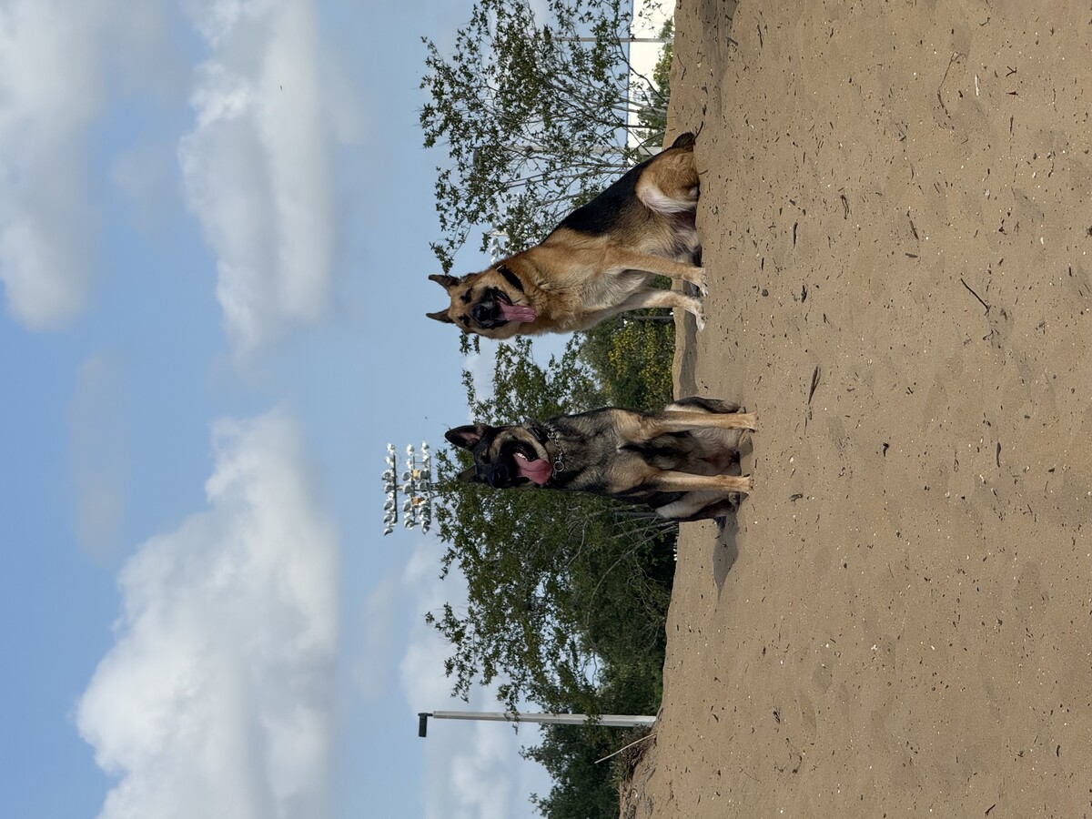 Images Russell's K9 Academy