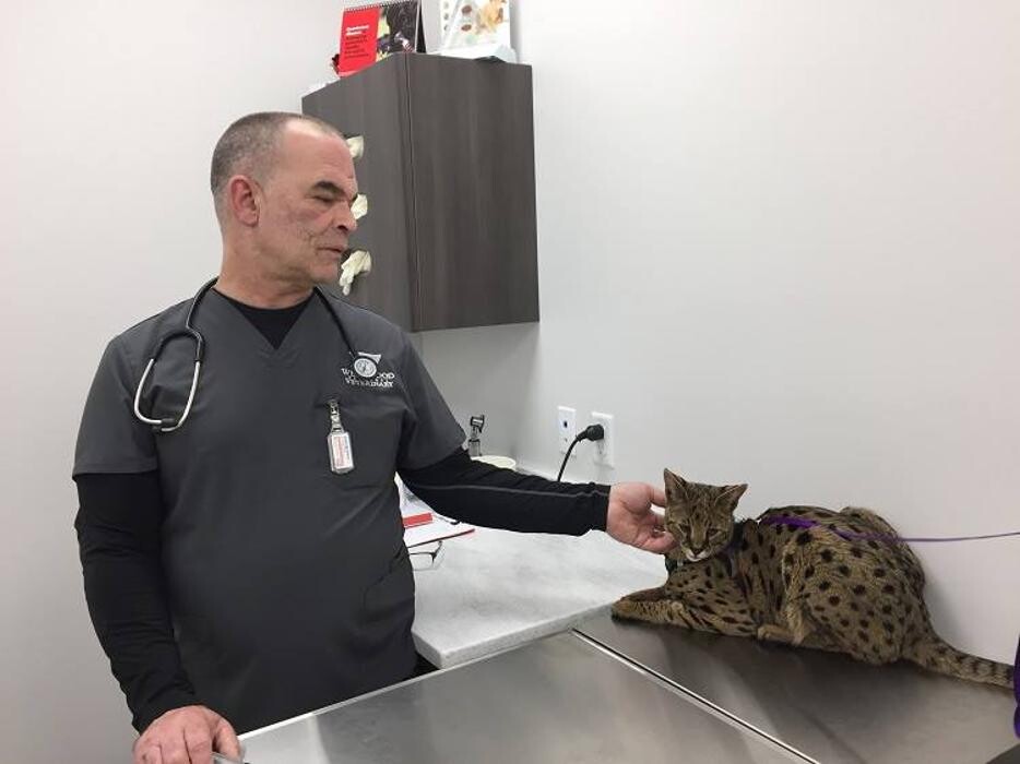 Images Westwood Regional Veterinary Hospital