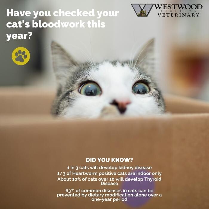 Images Westwood Regional Veterinary Hospital