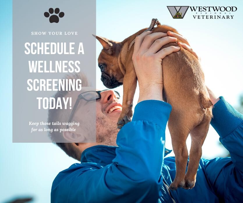 Images Westwood Regional Veterinary Hospital