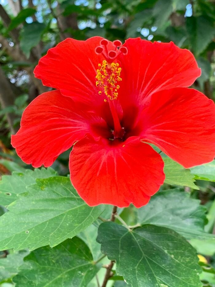 Images Real Estate Kailua Kona