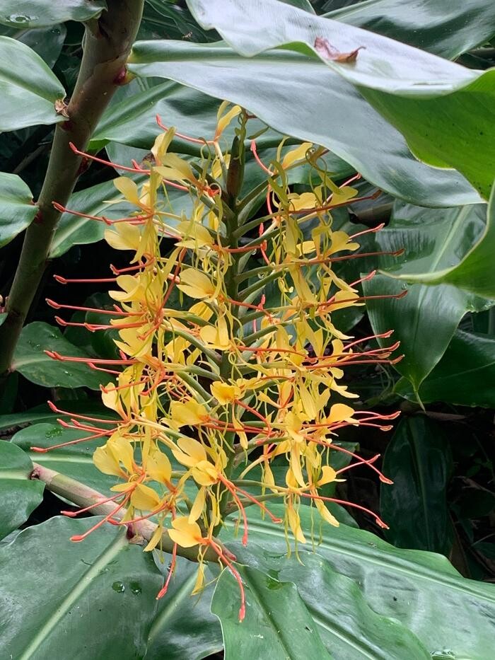 Images Real Estate Kailua Kona