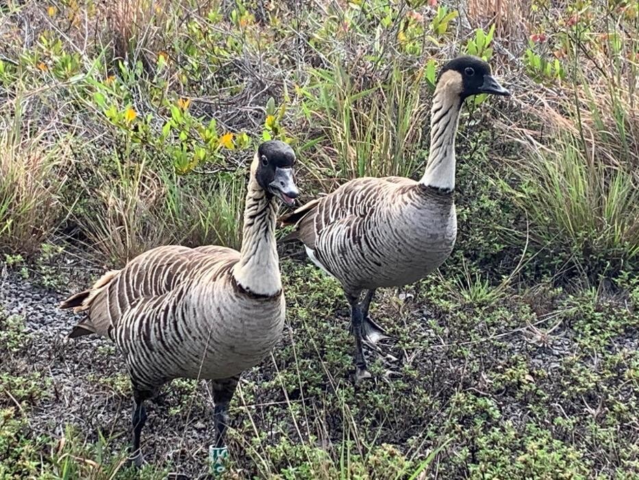 Images Real Estate Kailua Kona