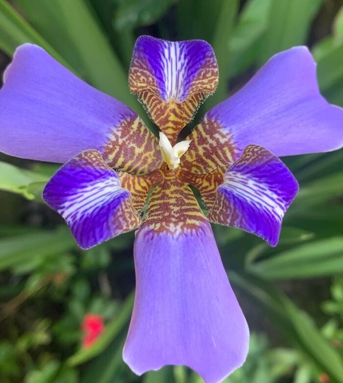 Images Real Estate Kailua Kona