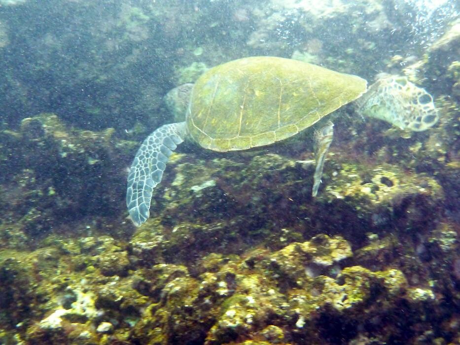 Images Real Estate Kailua Kona