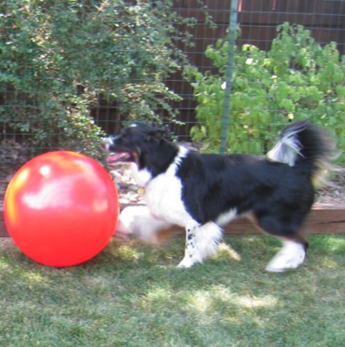 Images Capitol Area Dog Training and Behavior Consulting