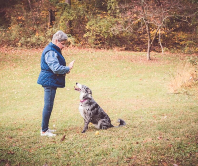 Images Capitol Area Dog Training and Behavior Consulting