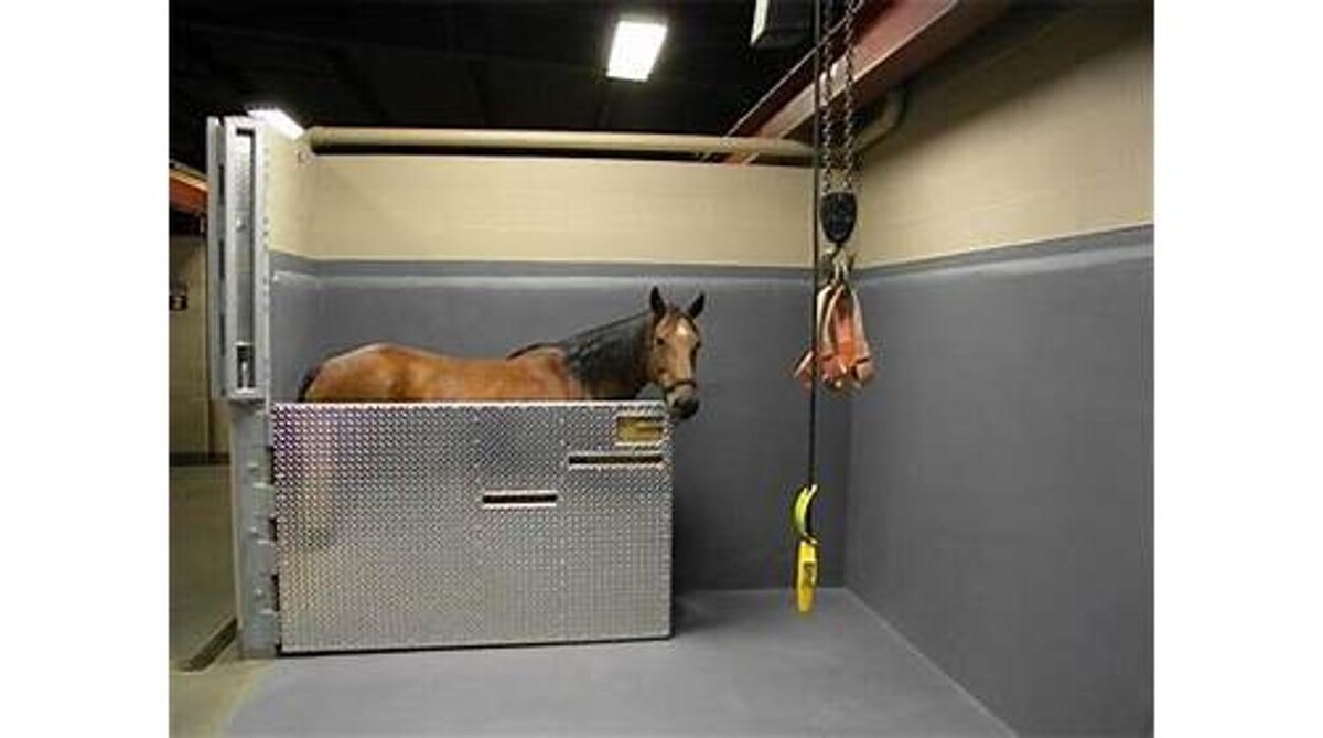 Images Victoria Veterinary Clinic