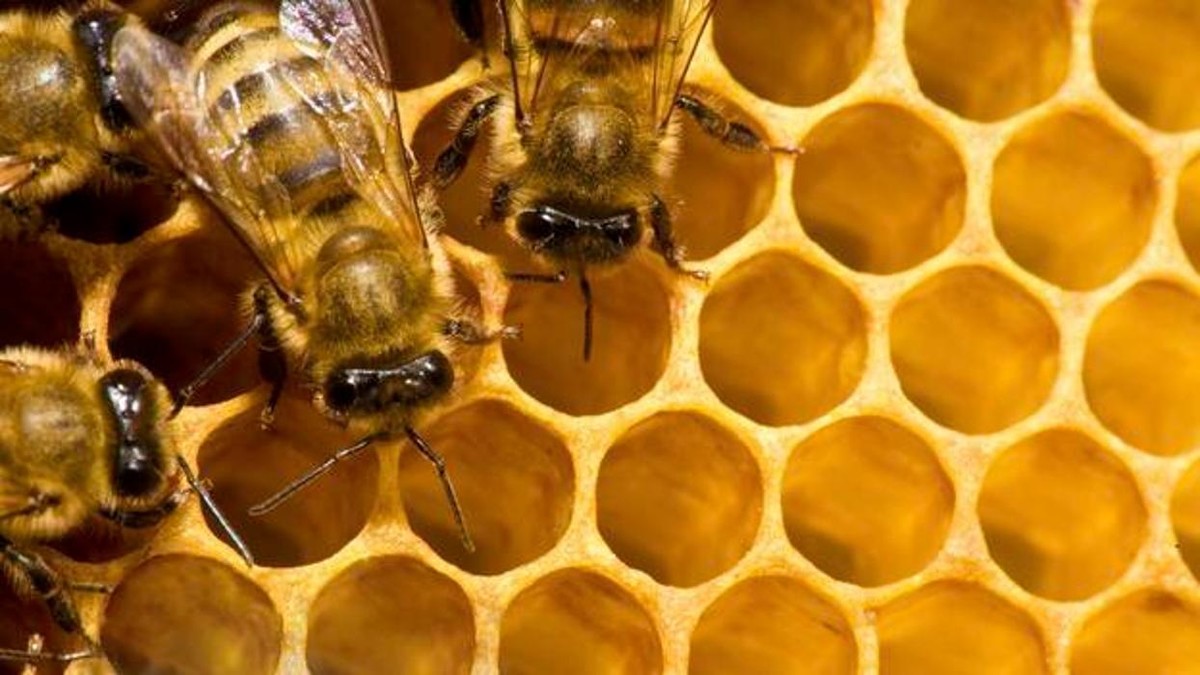 Images Autumn Morning Farm Beekeeping Supplies