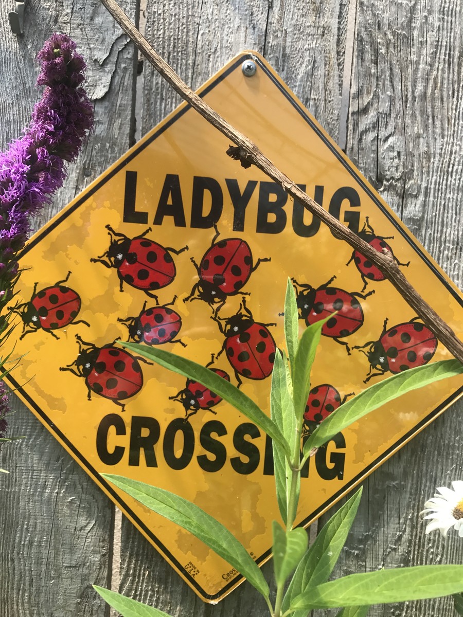 Images Broccolo Tree and Lawn Care