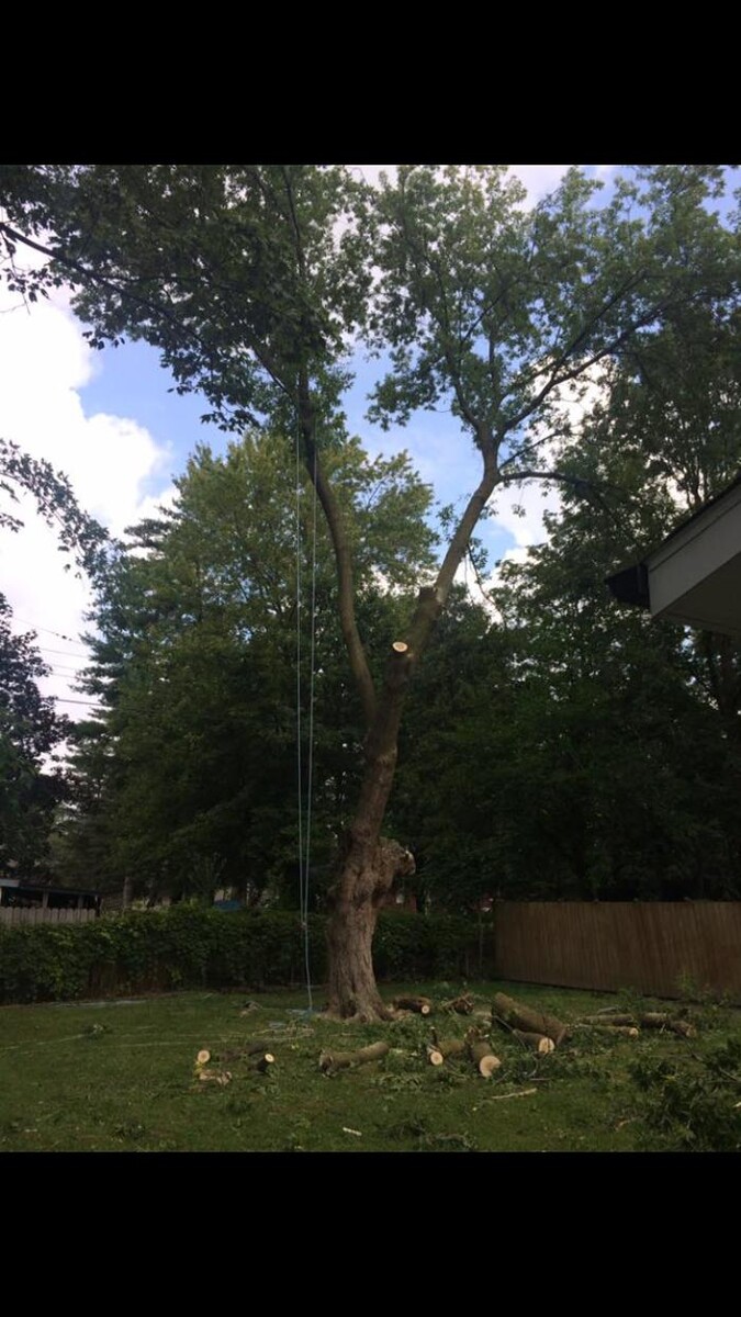 Images Tip Top Timber Co.