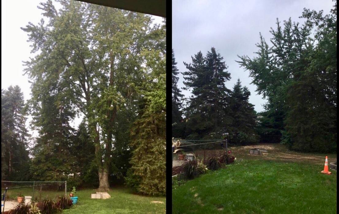 Images Tip Top Timber Co.