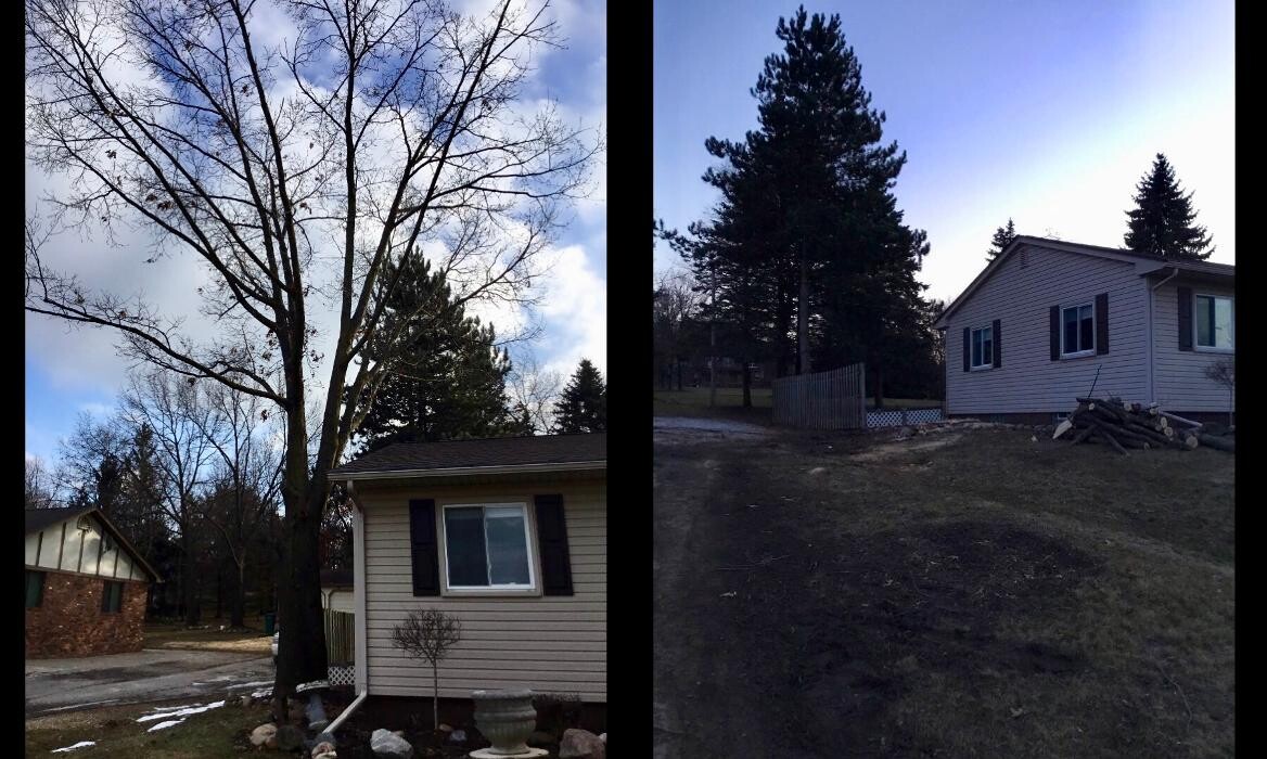 Images Tip Top Timber Co.