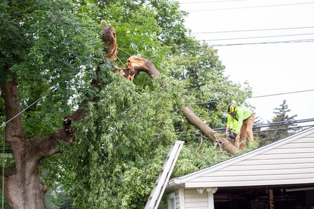 Images Tip Top Timber Co.