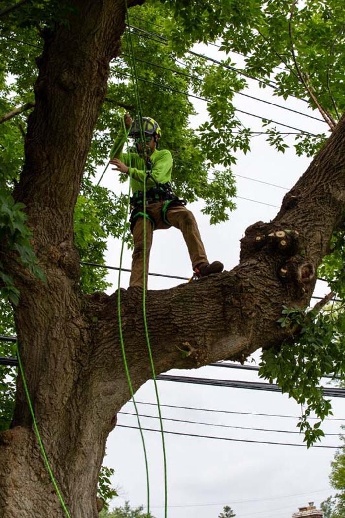 Images Tip Top Timber Co.