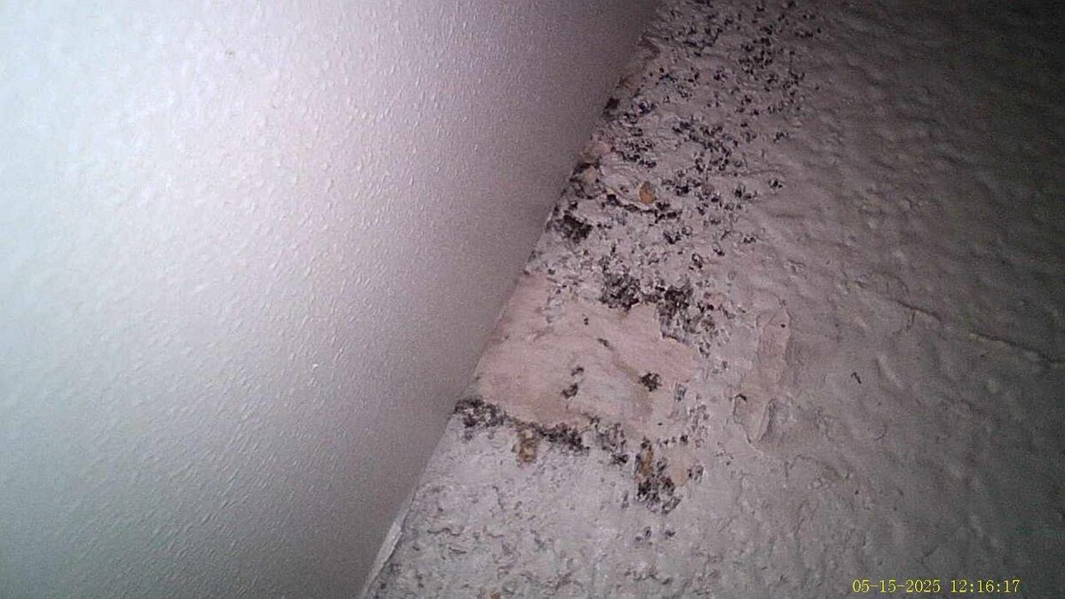Images Guaranteed Property and Mold Inspection