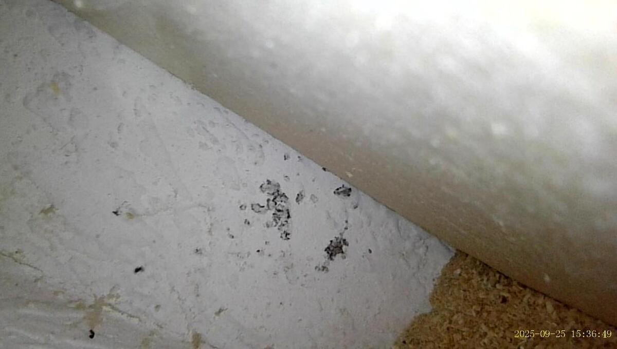 Images Guaranteed Property and Mold Inspection