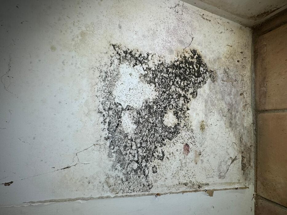 Images Guaranteed Property and Mold Inspection