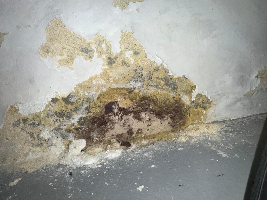 Images Guaranteed Property and Mold Inspection