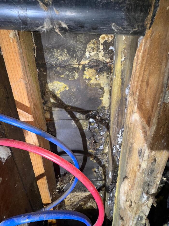 Images Guaranteed Property and Mold Inspection