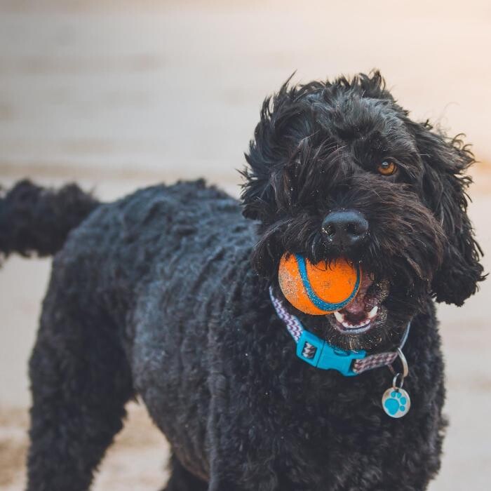 Images Fetch! Pet Care of West Trenton and Yardley