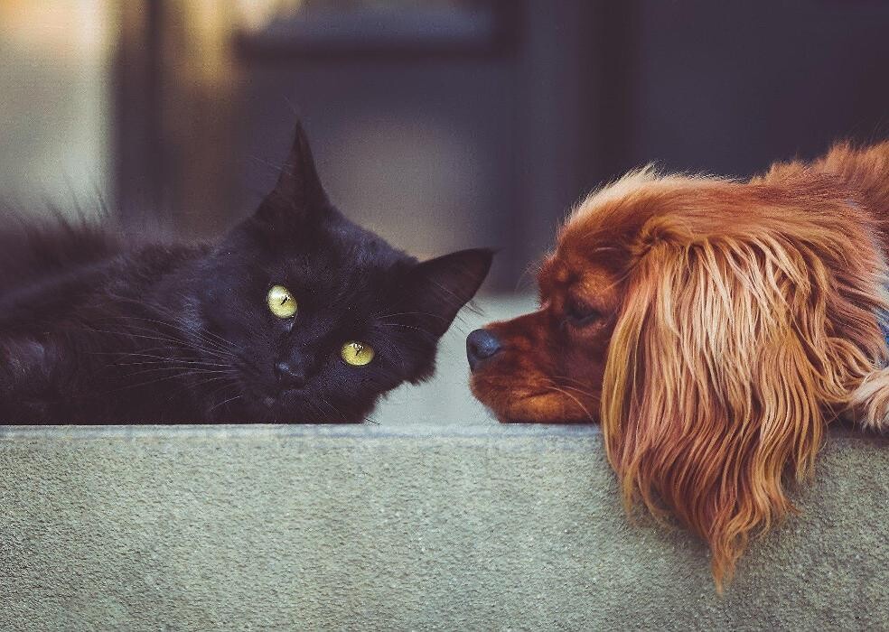 Images Fetch! Pet Care of West Trenton and Yardley