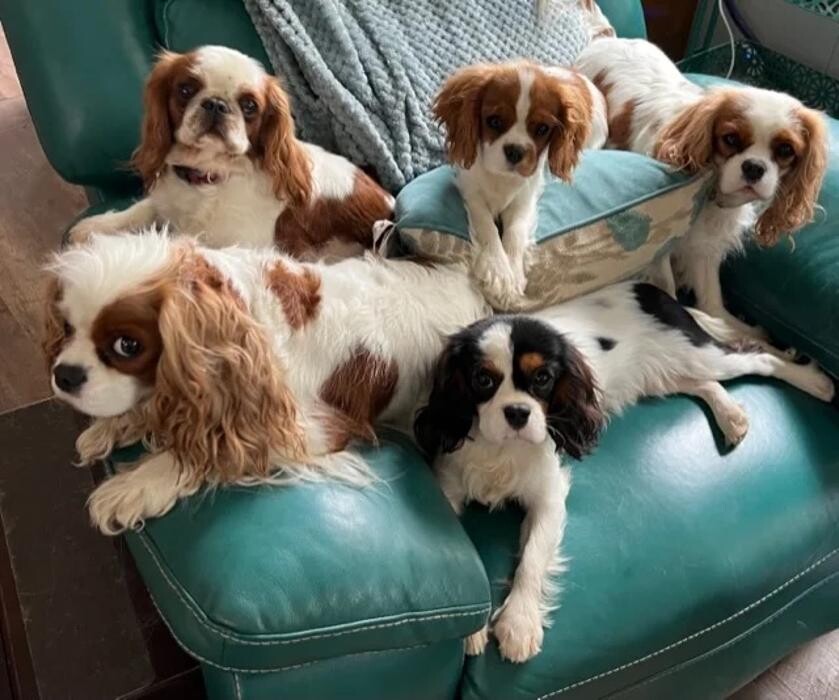 Images The Dog Tutor
