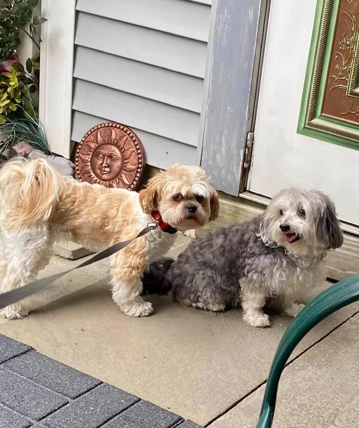 Images The Dog Tutor