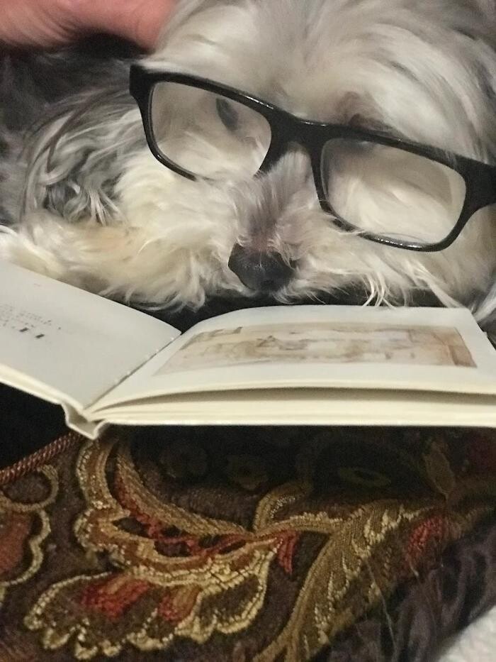 Images The Dog Tutor