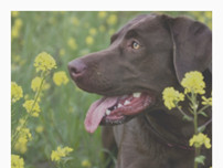 Screenshot for http://www.laurieandjoeslabs.com