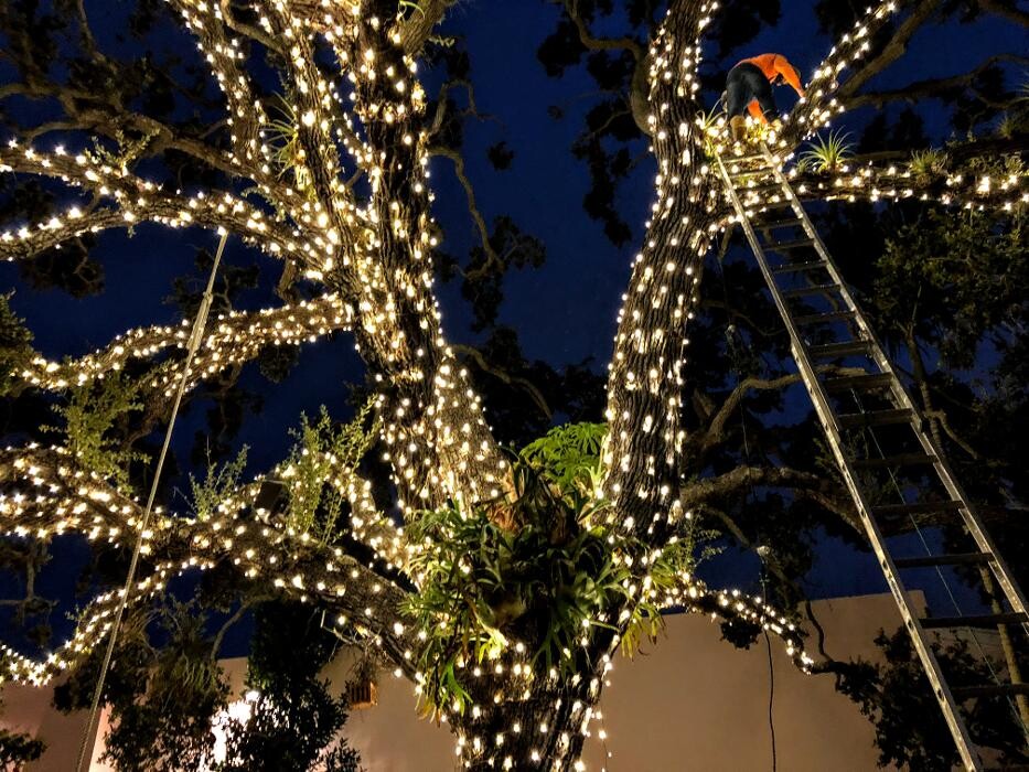 Images Artistic Elves