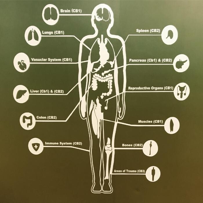 Images The Carolina HEMP Cabinet