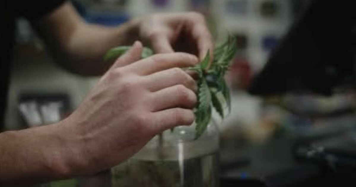 Images The Carolina HEMP Cabinet