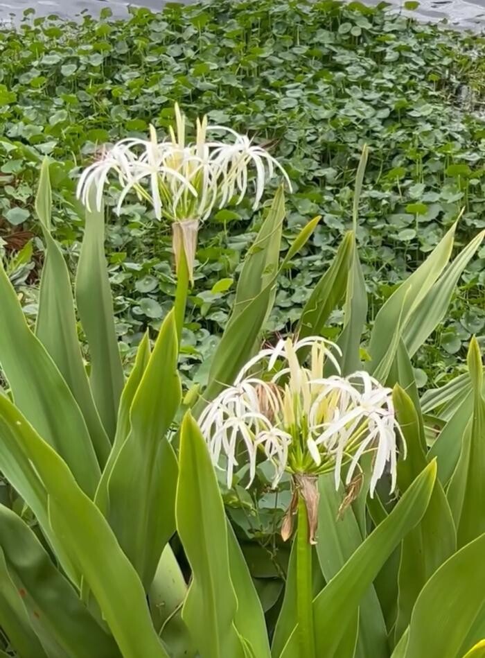 Images Sabin Marketing and Promotions