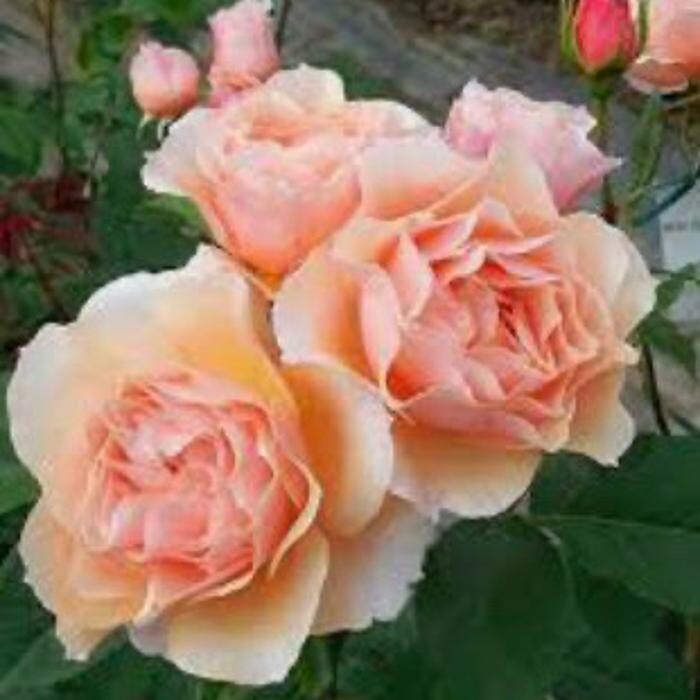 Images Sabin Marketing and Promotions