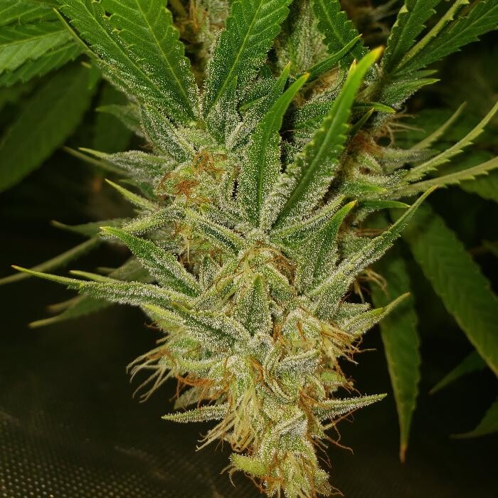 Images DFW CBD & WELLNESS