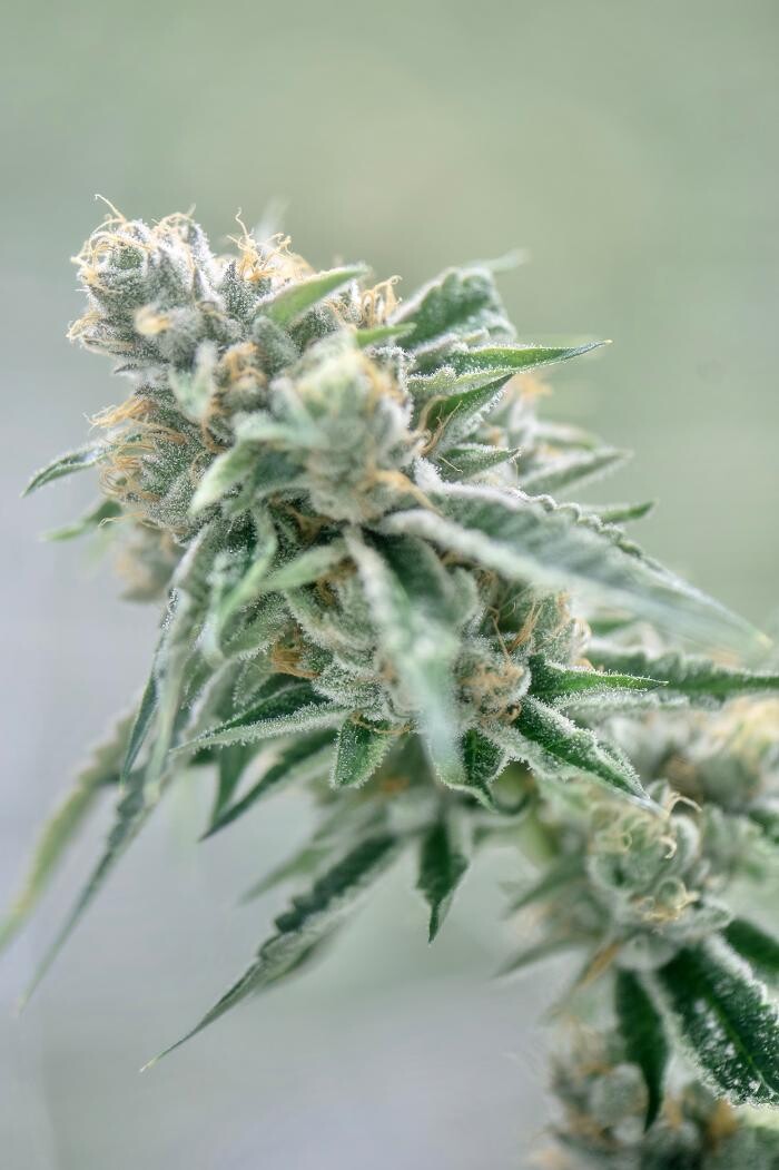 Images House of Dankness Dispensary