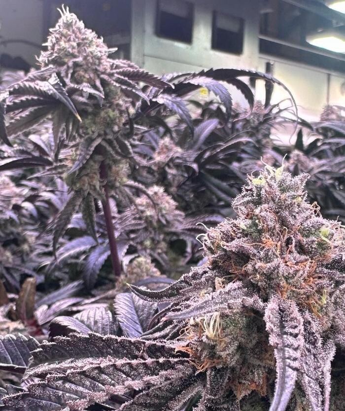 Images House of Dankness Dispensary