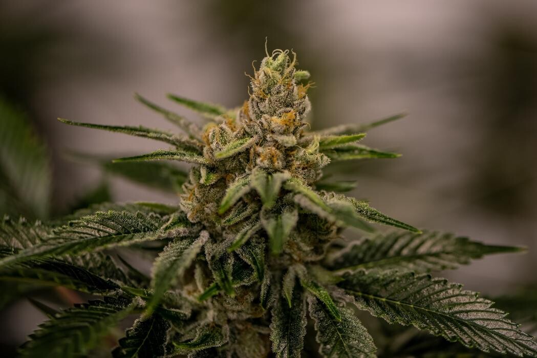 Images House of Dankness Dispensary