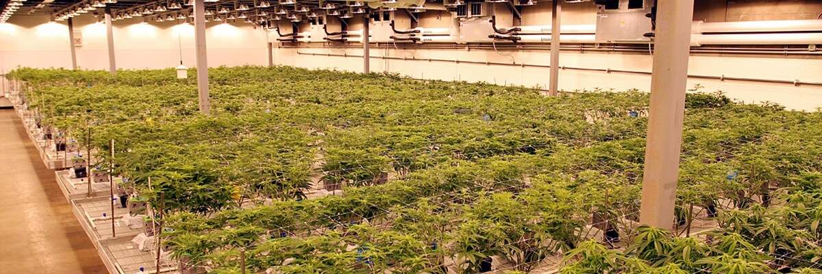 Images House of Dankness Dispensary