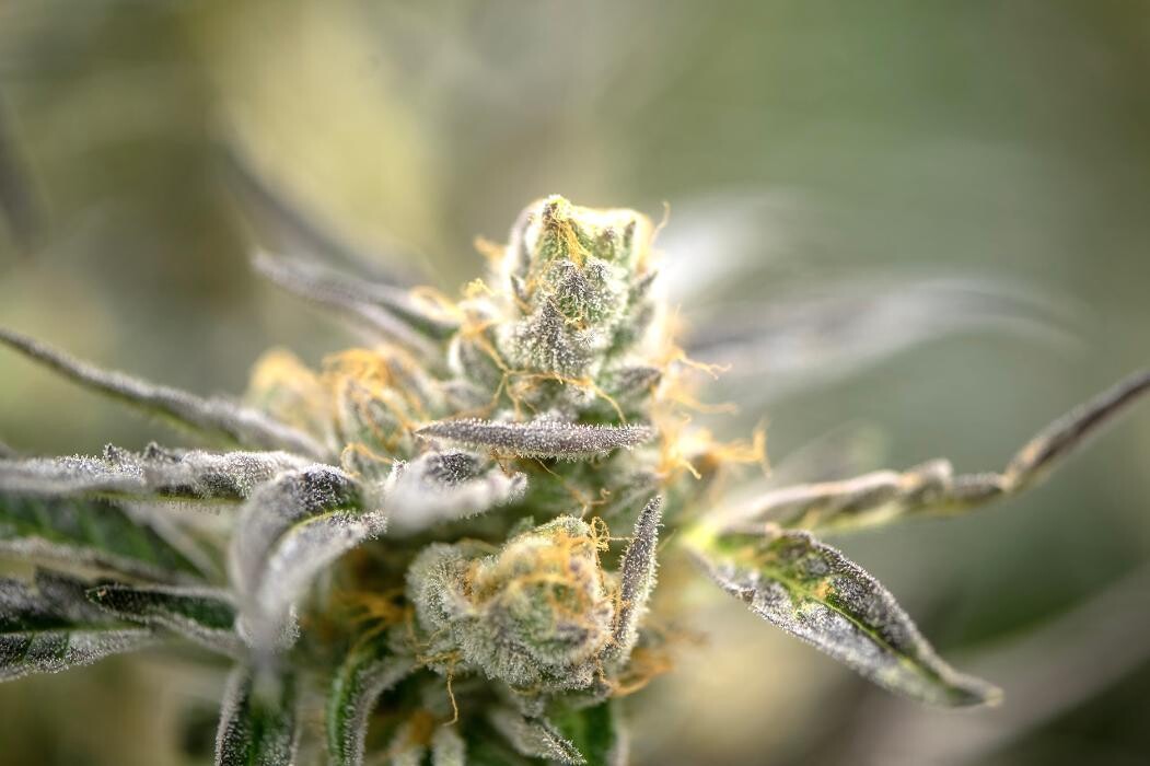 Images House of Dankness Dispensary