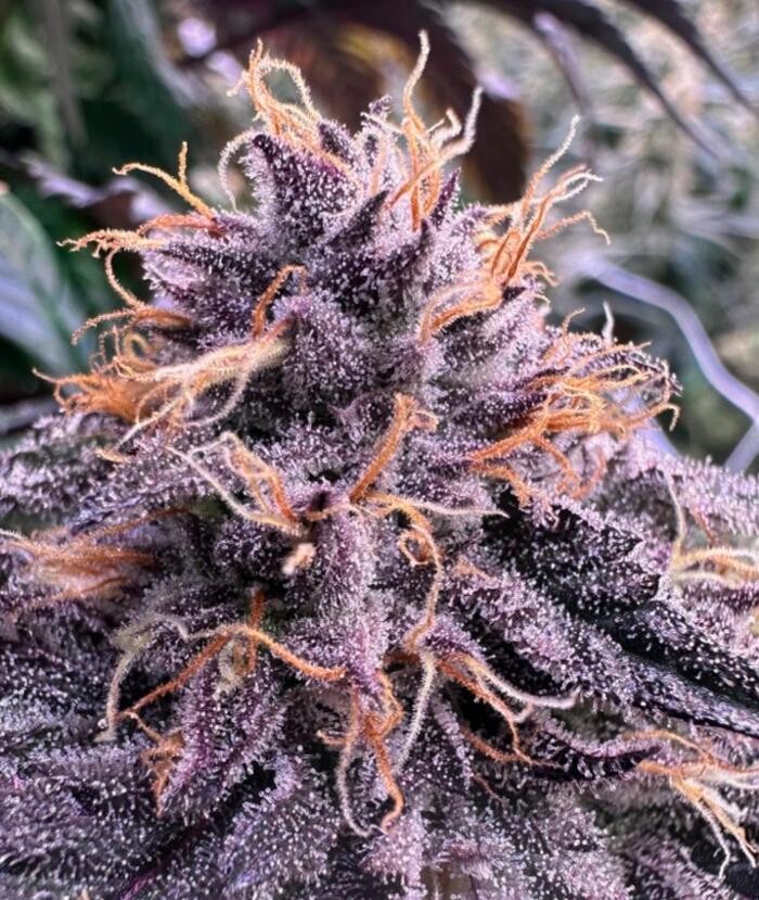 Images House of Dankness Dispensary